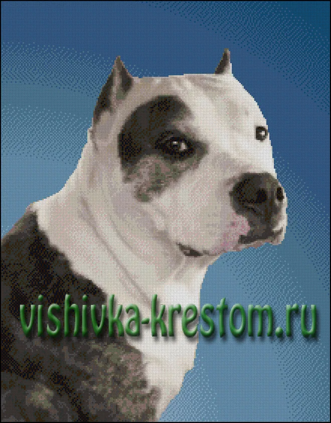 Вышивка крестом Американский стаффордширский терьер